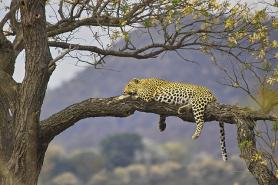 Emiráty - fauna a flóra